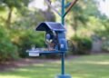 This smart bird feeder captures more of my backyard drama