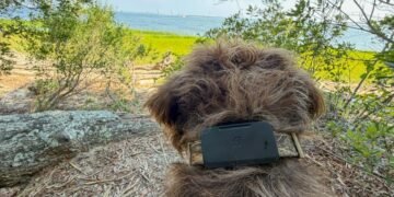 Fi’s Starlink-enabled pet tracker found my dog when LTE couldn’t