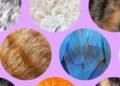 The Verge Guide to Pets