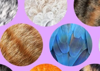 The Verge Guide to Pets