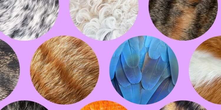The Verge Guide to Pets