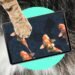 Oops! My cat is an iPad kid
