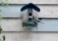 My brief romance with an AI bird feeder