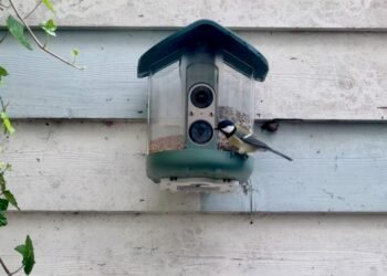 My brief romance with an AI bird feeder