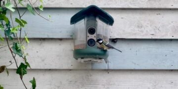 My brief romance with an AI bird feeder