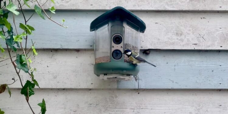 My brief romance with an AI bird feeder
