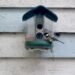 My brief romance with an AI bird feeder